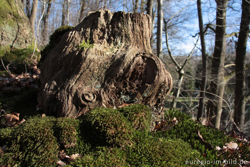 Detailansicht von Baumstumpfmit Moos, Göhltal bei Hergenrath