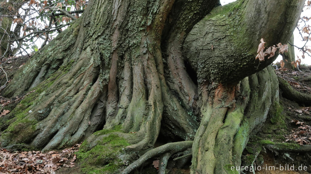 Detailansicht von Baumwurzeln am Geusenweg, Aachen, Dreiländereck