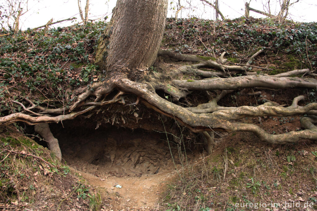 Detailansicht von Baumwurzeln mit Tierhöhle, Geultal bei Cameig