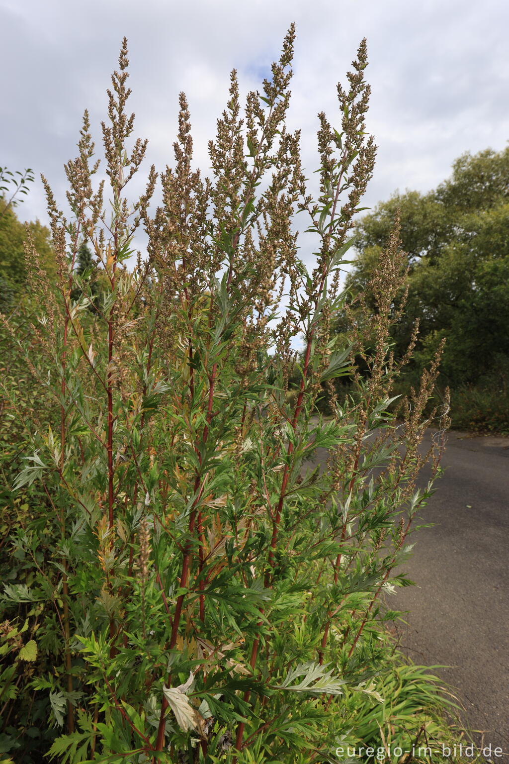 Detailansicht von Beifuß, Artemisia vulgaris