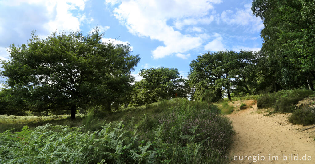 Detailansicht von Beim Fliegenberg in der Wahner Heide