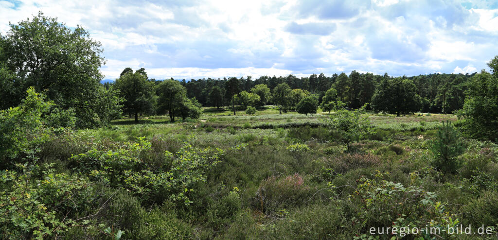 Detailansicht von Beim Fliegenberg in der Wahner Heide