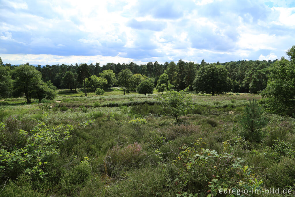 Detailansicht von Beim Fliegenberg in der Wahner Heide