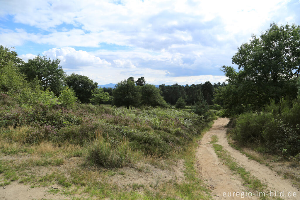 Beim Fliegenberg in der Wahner Heide