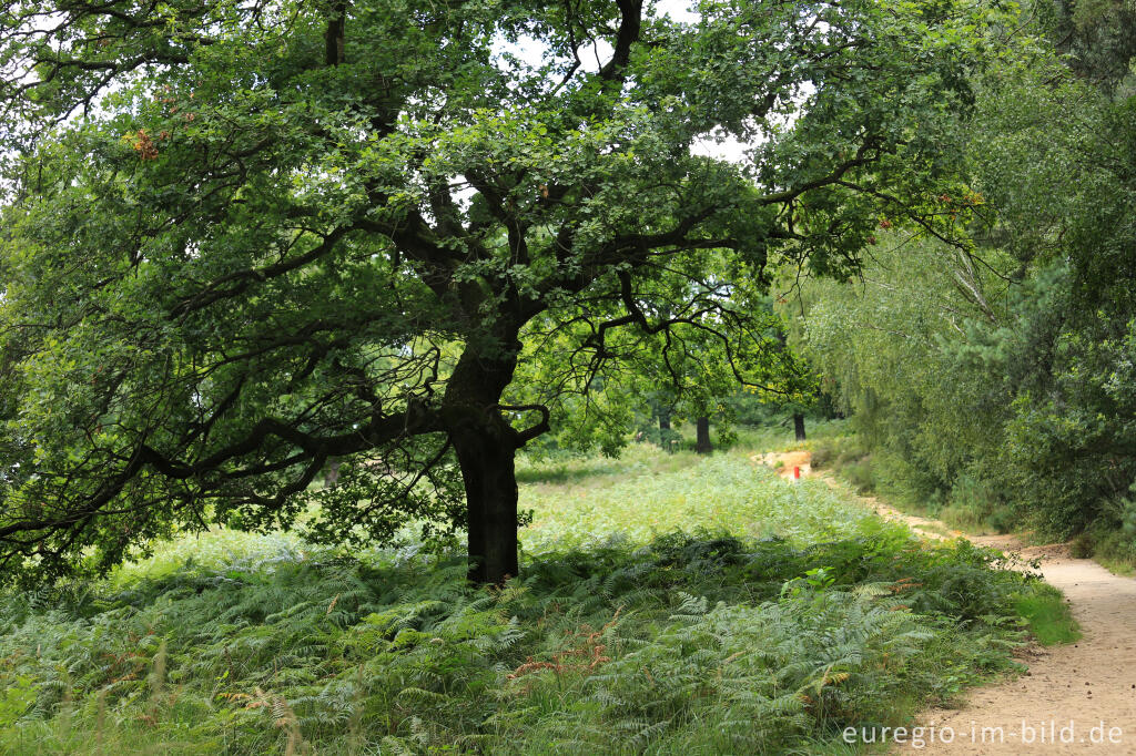 Detailansicht von Beim Fliegenberg in der Wahner Heide