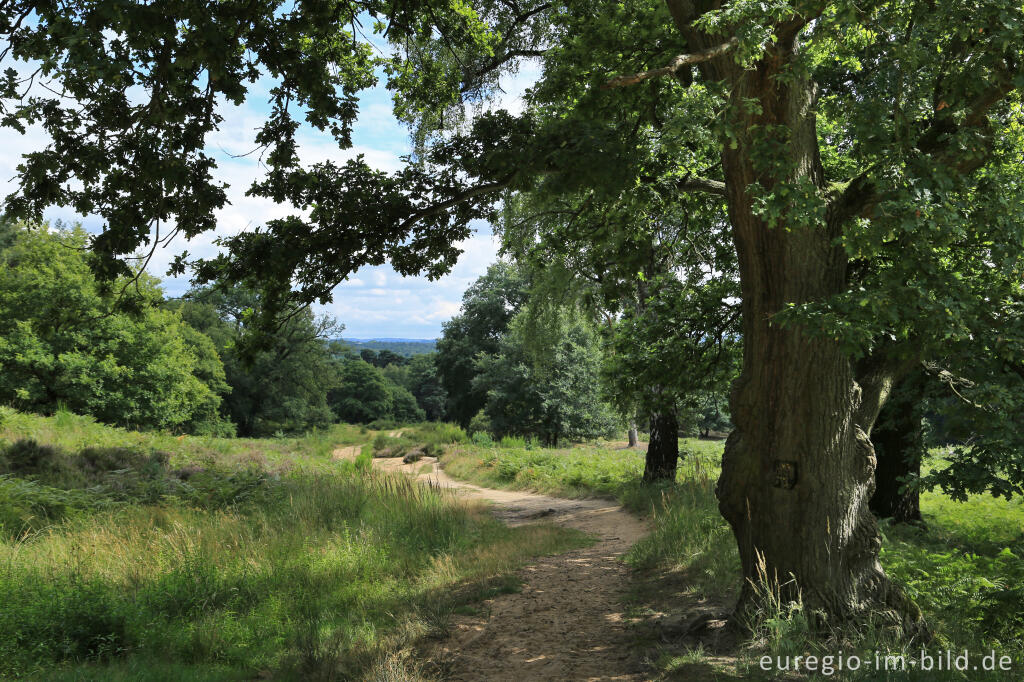 Detailansicht von Beim Fliegenberg in der Wahner Heide