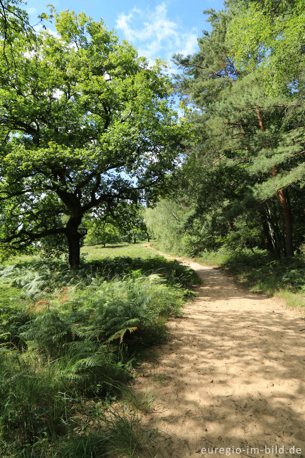 Detailansicht von Beim Fliegenberg in der Wahner Heide