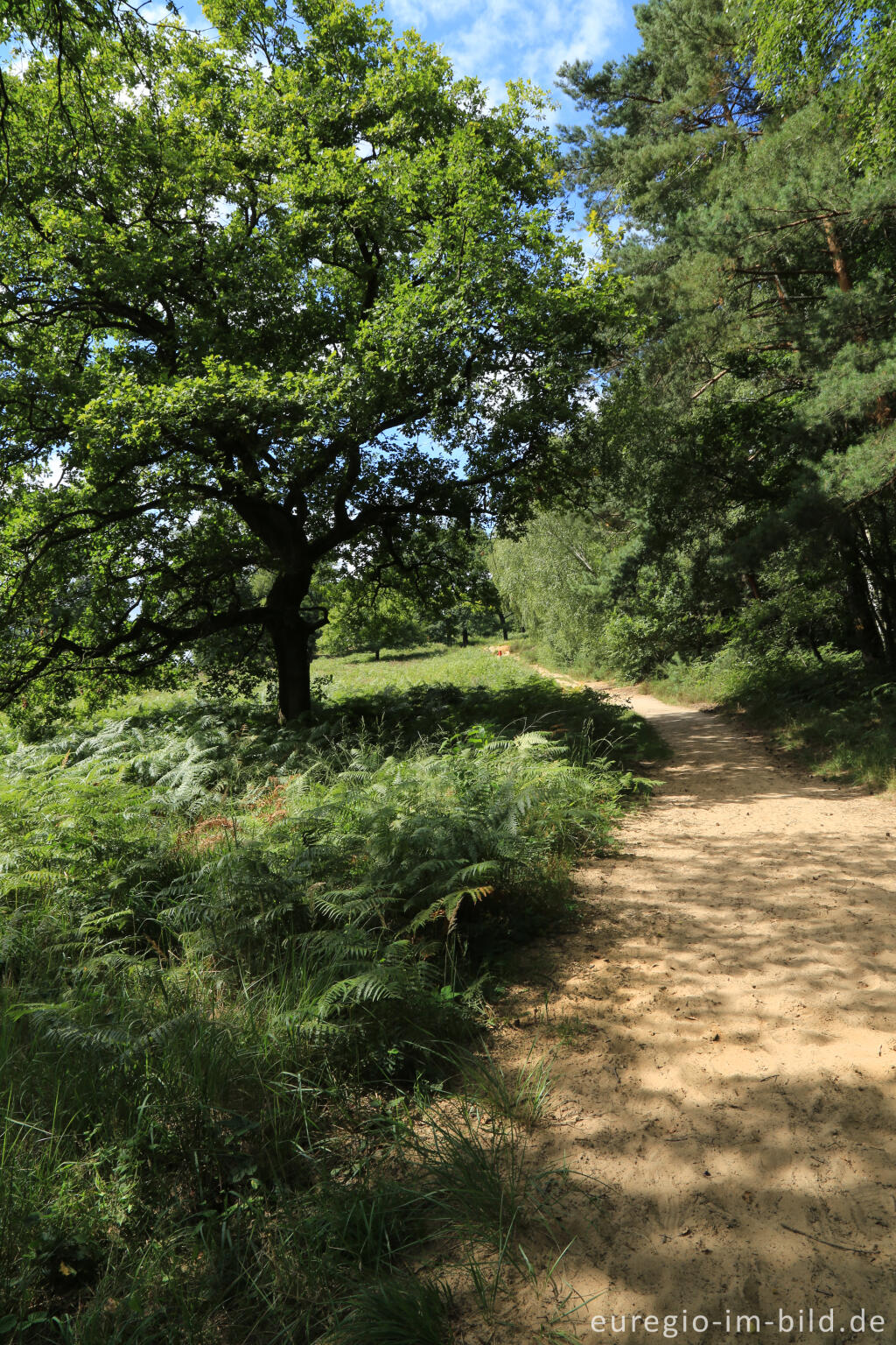 Detailansicht von Beim Fliegenberg in der Wahner Heide