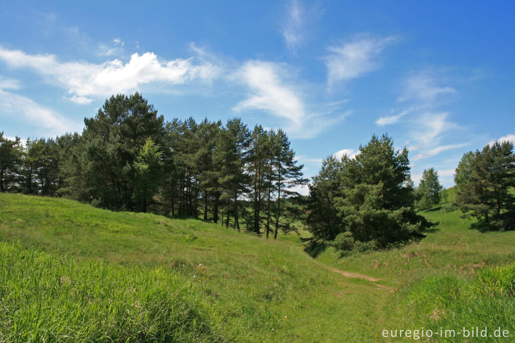 Detailansicht von Beim Schlangenberg bei Breinigerheide, Nordeifel