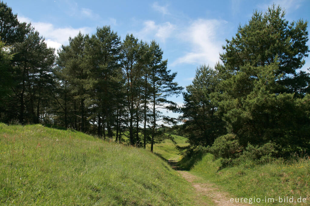 Detailansicht von Beim Schlangenberg, Breinigerheide, Nordeifel