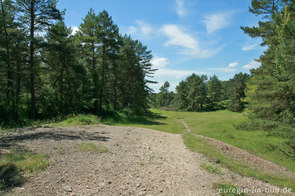 Detailansicht von Beim Schlangenberg, Breinigerheide, Nordeifel