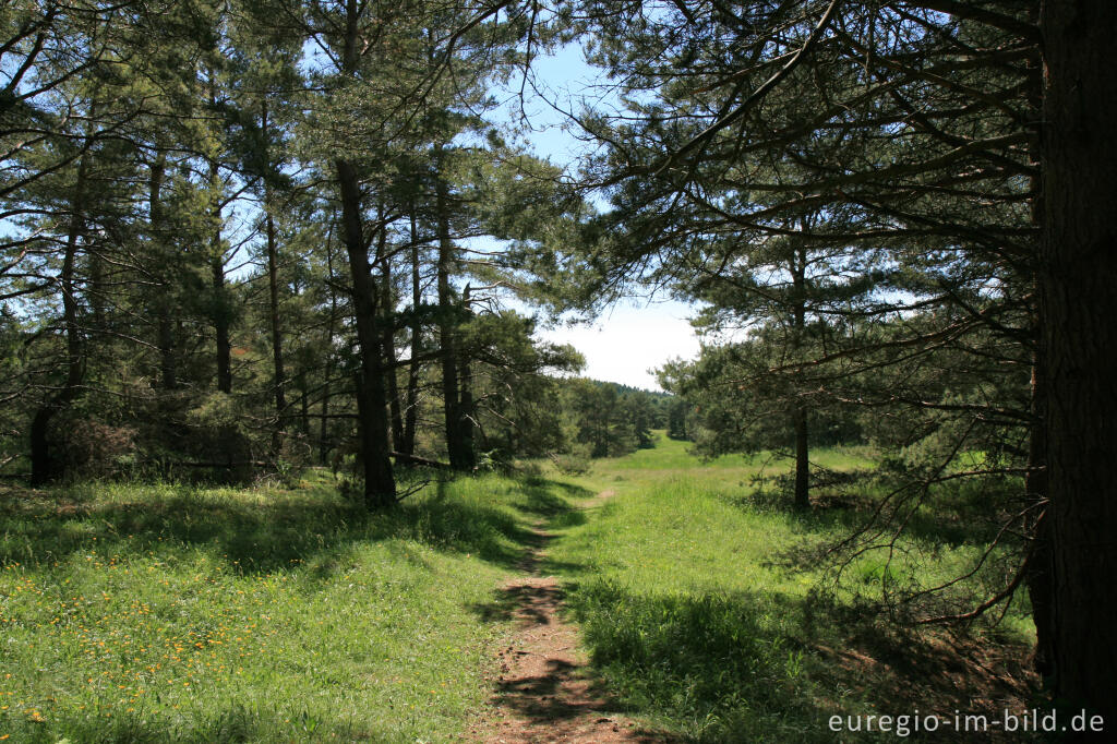 Detailansicht von Beim Schlangenberg, Breinigerheide, Nordeifel