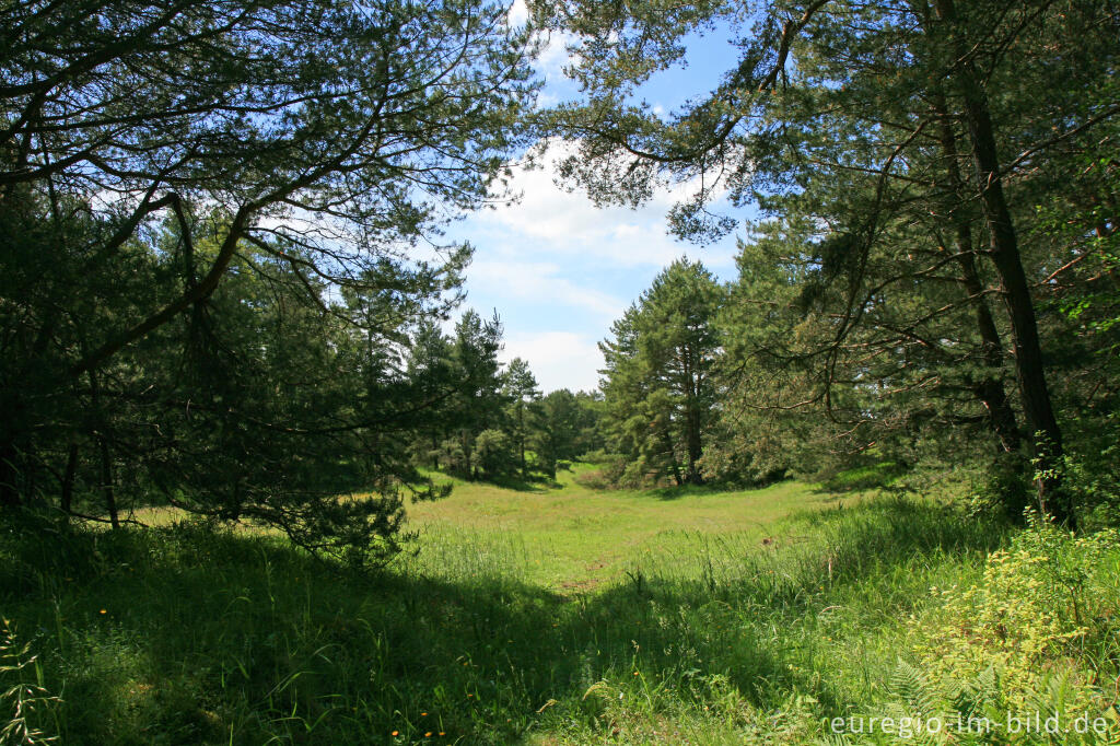 Detailansicht von Beim Schlangenberg, Breinigerheide, Nordeifel