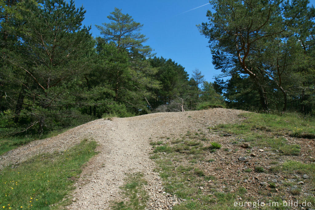 Detailansicht von Beim Schlangenberg, Breinigerheide, Nordeifel