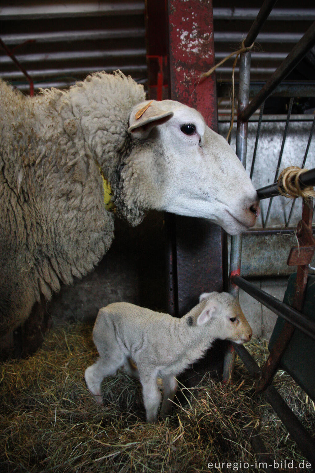 Detailansicht von Belgisches Milchschaf (mouton Laitier belge), Schäferei "Bergerie des Aris"