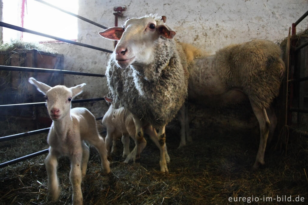 Detailansicht von Belgisches Milchschaf (mouton Laitier belge), Schäferei "Bergerie des Aris"