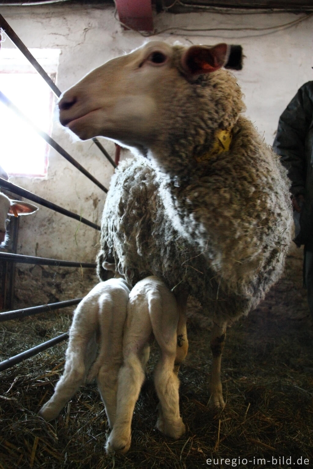 Detailansicht von Belgisches Milchschaf (mouton Laitier belge), Schäferei "Bergerie des Aris"