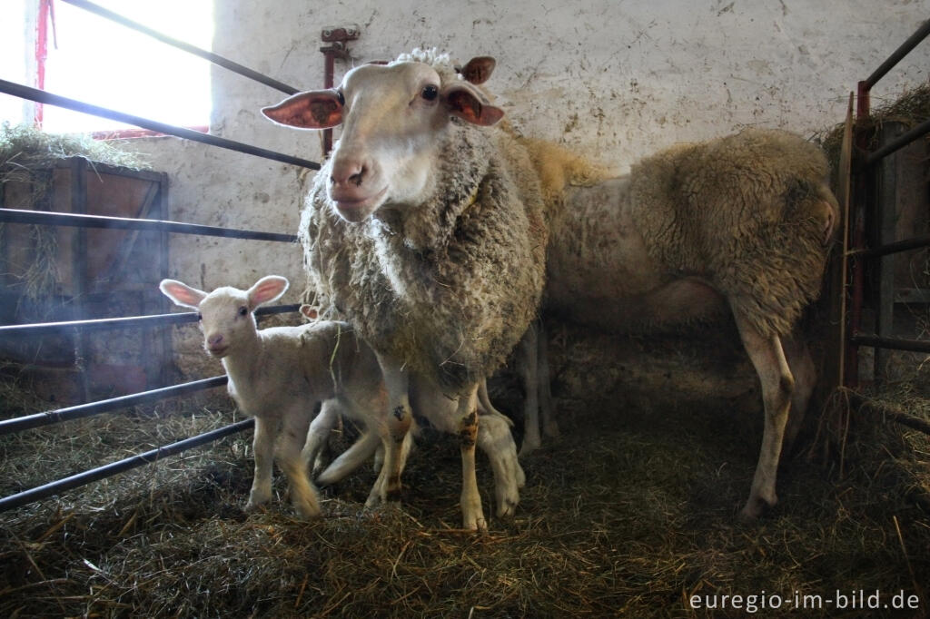 Detailansicht von Belgisches Milchschaf (mouton Laitier belge), Schäferei "Bergerie des Aris"