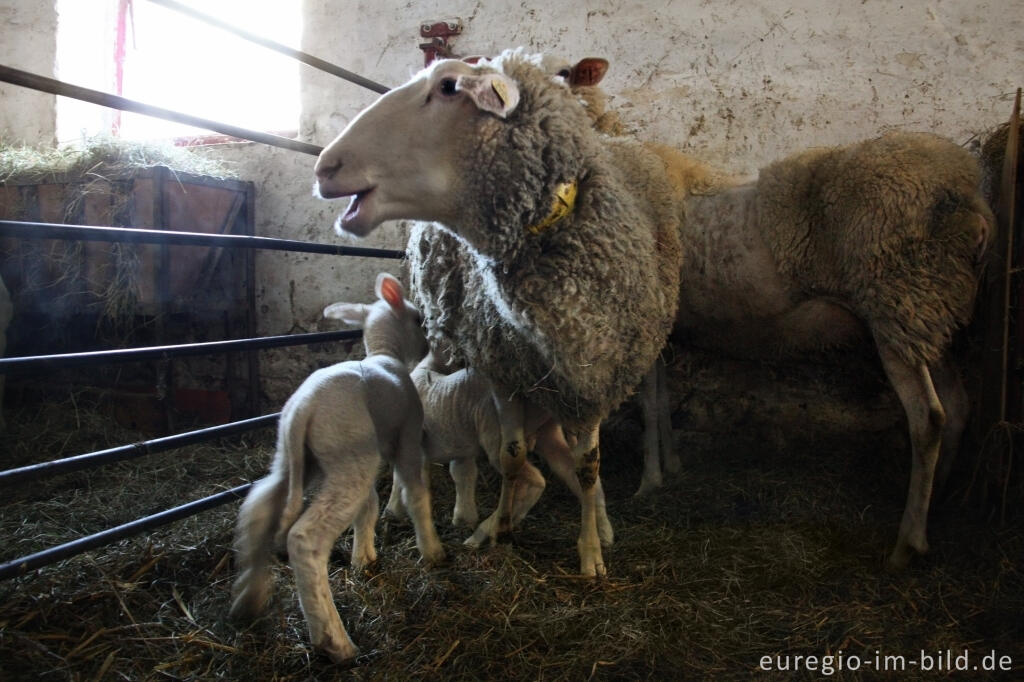 Belgisches Milchschaf (mouton Laitier belge), Schäferei "Bergerie des Aris"