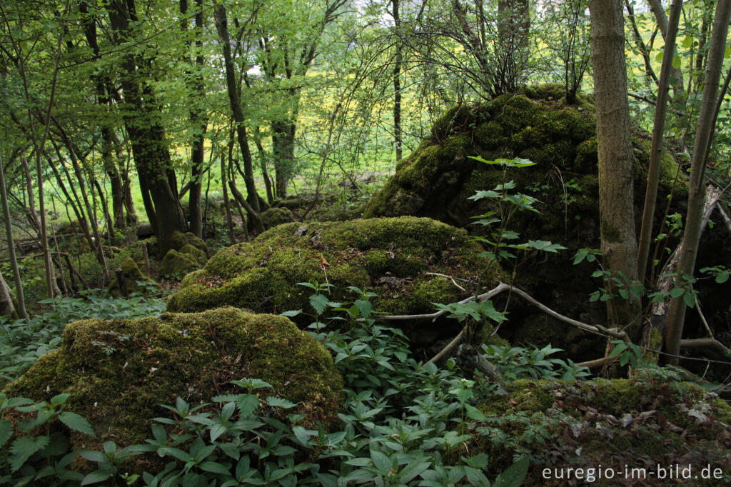 Detailansicht von Bemooste Felsbrocken auf der Munterley im Naturschutzgebiet Gerolsteiner Dolomiten