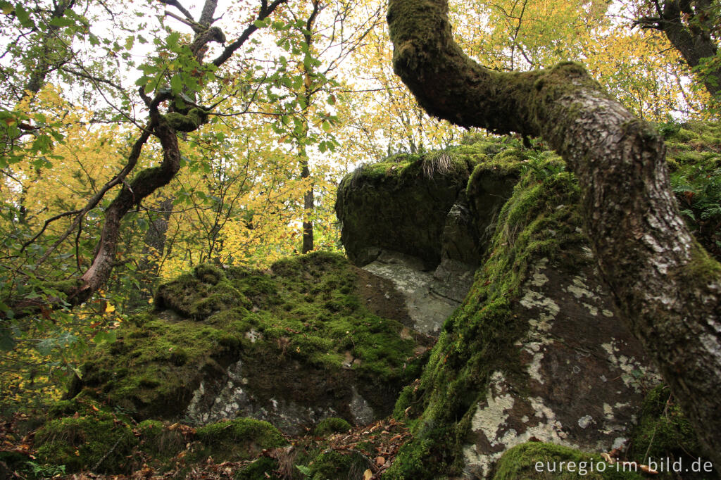 Detailansicht von Bemooste Felsen im Liesertal bei Manderscheid