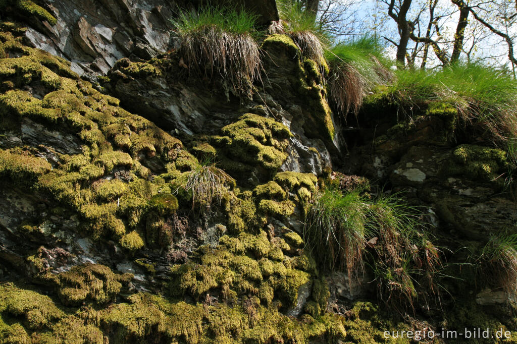 Bemooster Felsen, Rurtal zwischen Rohren und Hammer