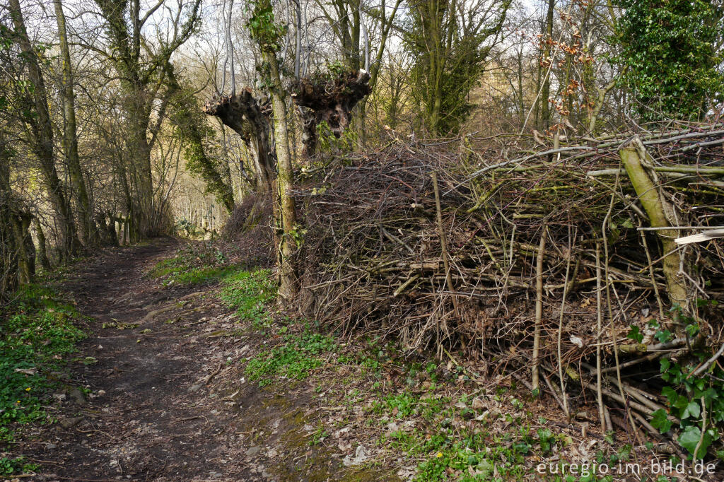 Detailansicht von Benjeshecke bei Geulle, NL