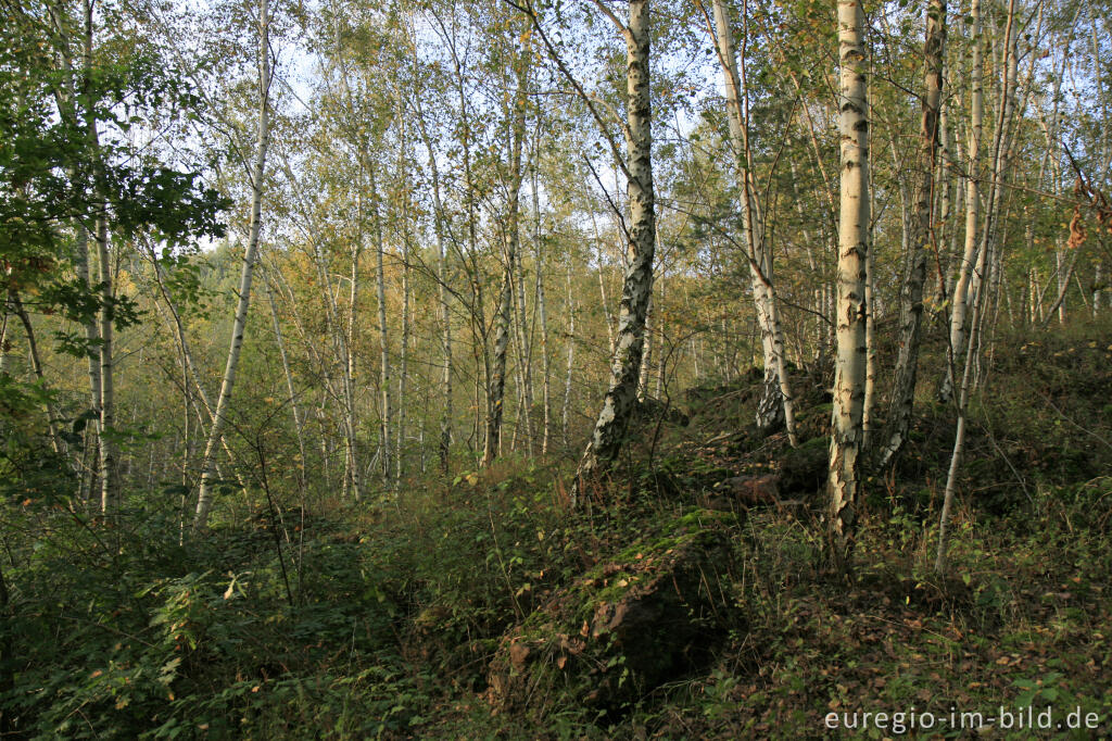 Detailansicht von Bergehalde im Wurmtal bei Würselen mit Birkenwald