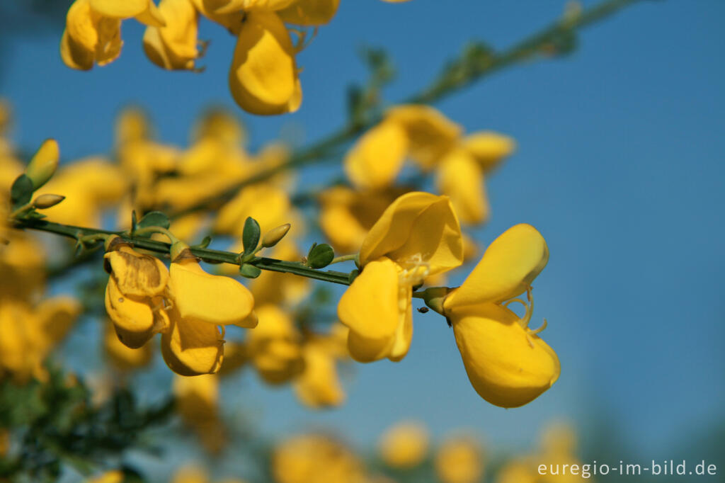 Detailansicht von Besenginster, Cytisus scoparius