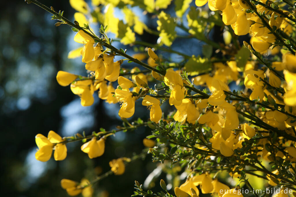 Detailansicht von Besenginster, Cytisus scoparius