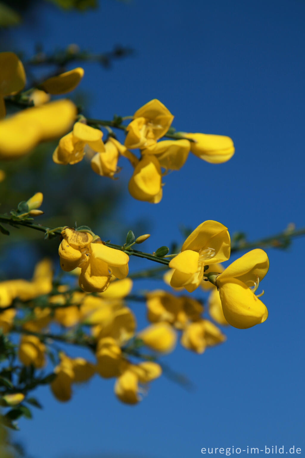 Detailansicht von Besenginster, Cytisus scoparius