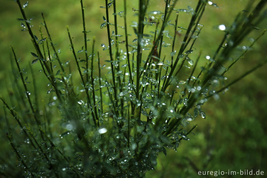 Detailansicht von Besenginster mit Wassertropfen, Schöpfungspfad bei Erkensruhr