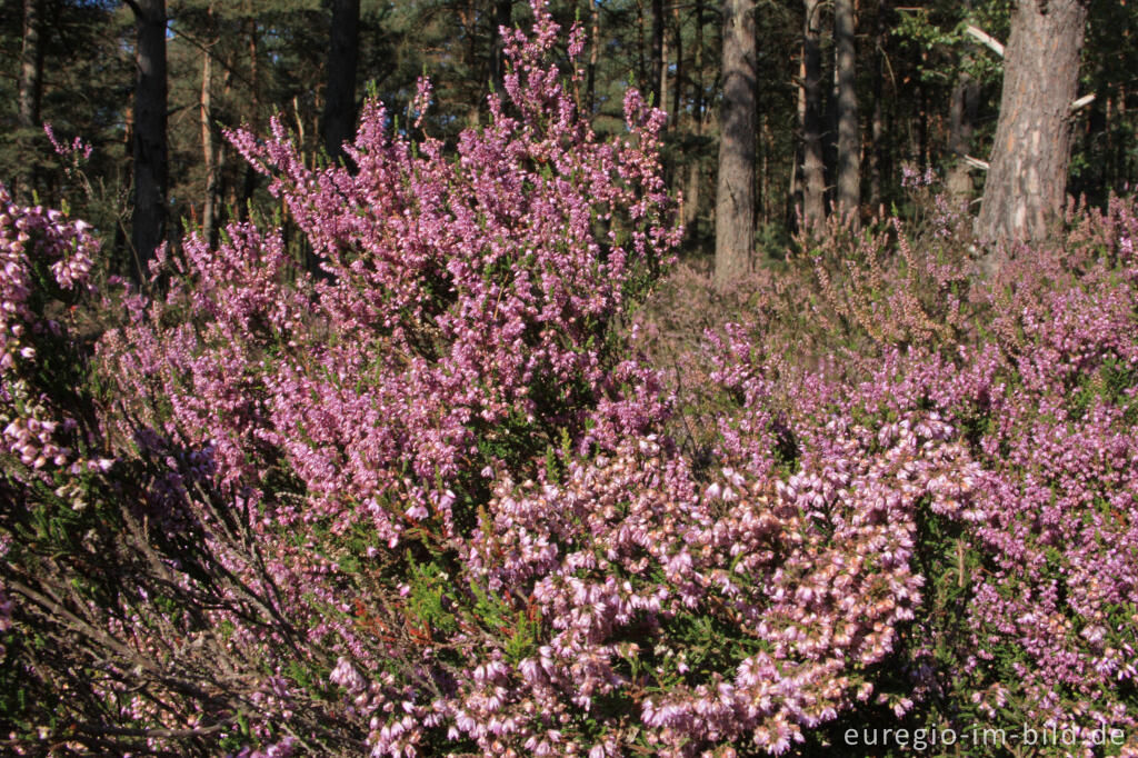 Detailansicht von Besenheide, Calluna vulgaris, in der Brunssummerheide