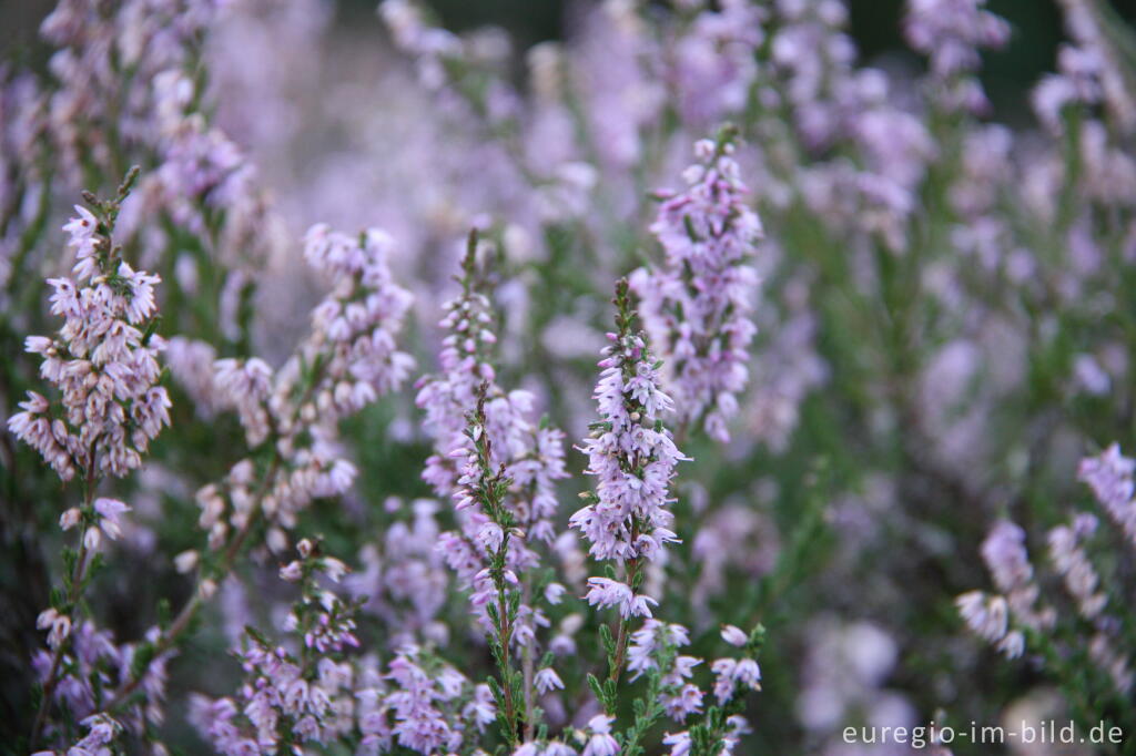 Detailansicht von Besenheide, Calluna vulgaris, in der Drover Heide