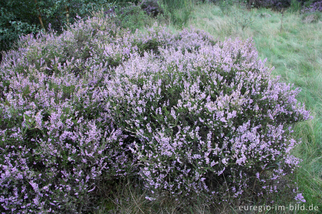 Detailansicht von Besenheide, Calluna vulgaris, in der Drover Heide