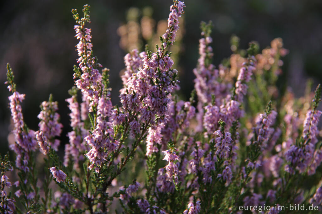 Detailansicht von Besenheide, Calluna vulgaris, in der Drover Heide