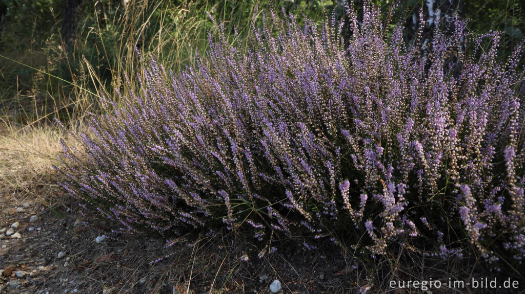 Detailansicht von Besenheide, Calluna vulgaris, Teverener Heide