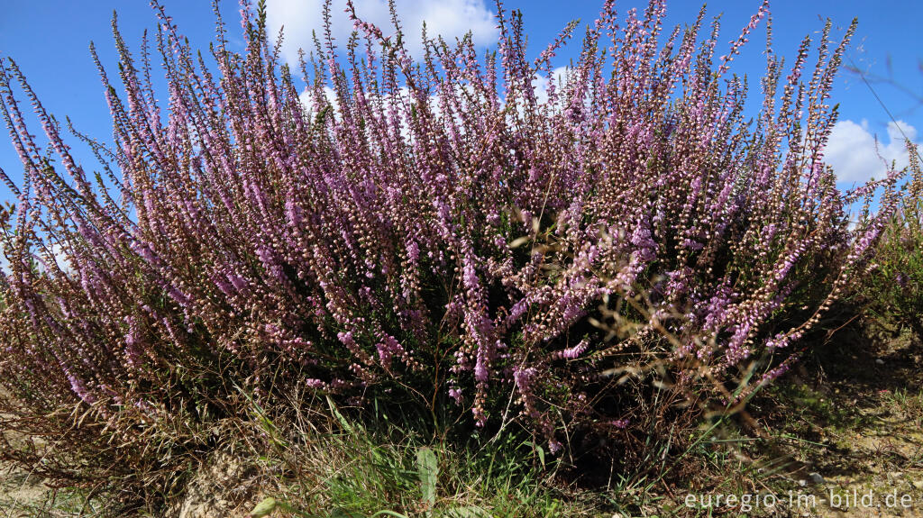 Detailansicht von Besenheide, Calluna vulgaris, Teverener Heide