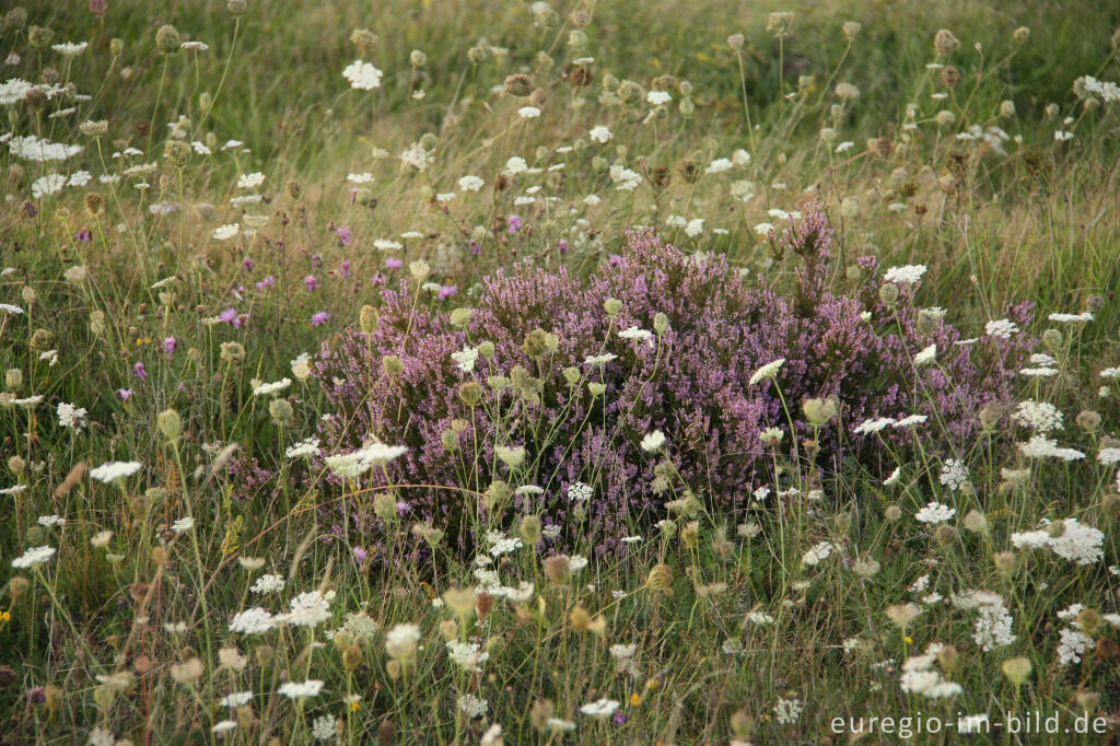 Besenheide und Wilde Möhre in der Drover Heide