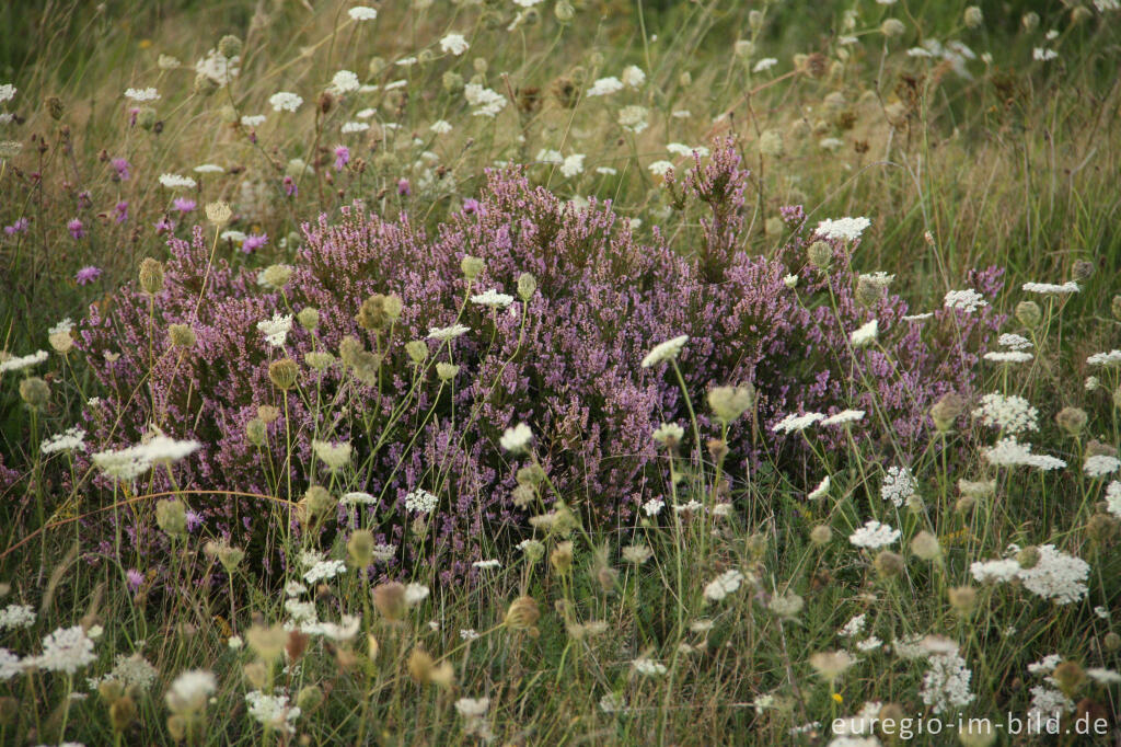 Detailansicht von Besenheide und Wilde Möhre in der Drover Heide