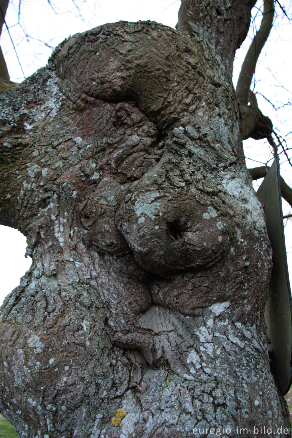 Detailansicht von Besonderer Baum beim Kasteel Schaloen in Oud Valkenburg