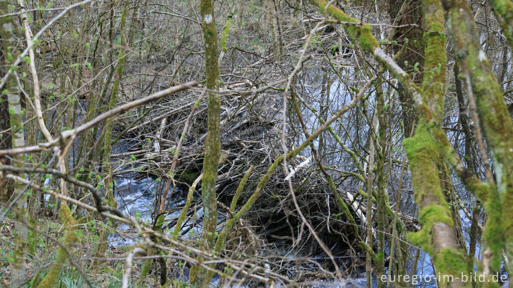 Biberdamm im Perlenbachtal