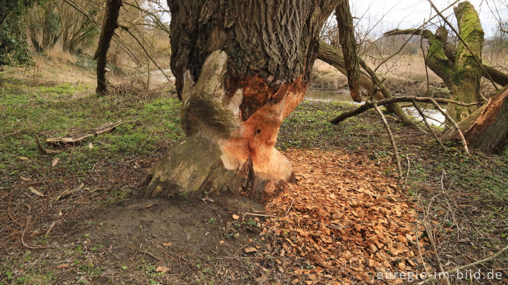 Detailansicht von Biberfraßspuren im Göhltal bei Oud-Valkenburg