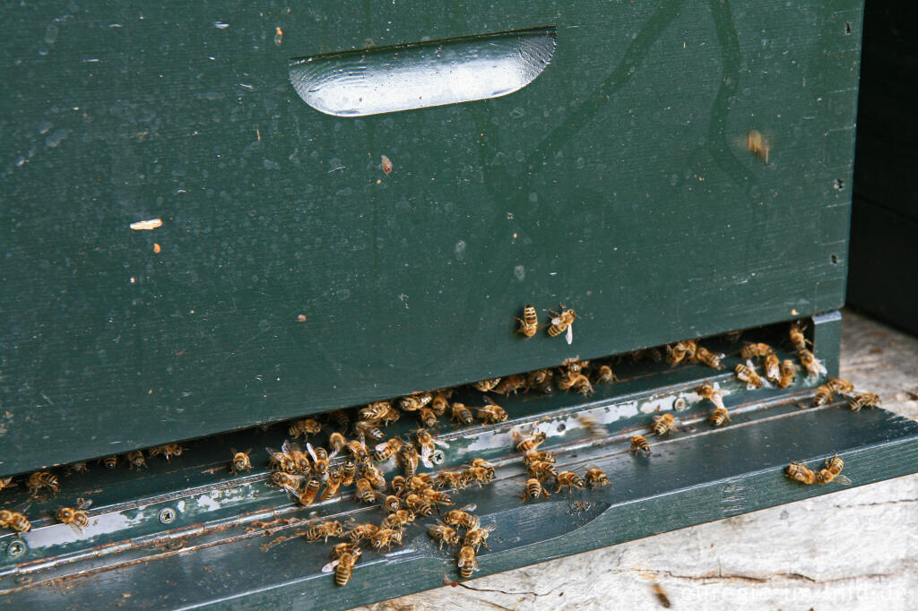 Detailansicht von Bienenstock im Kasteeltuin Oud-Valkenburg