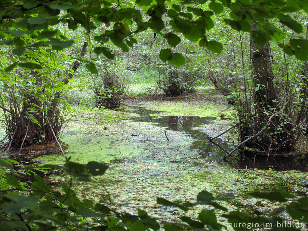 Detailansicht von Biotop im Broichbachtal