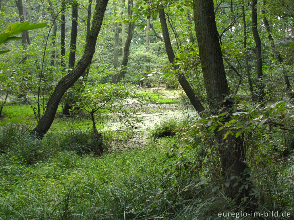 Detailansicht von Biotop im Broichbachtal