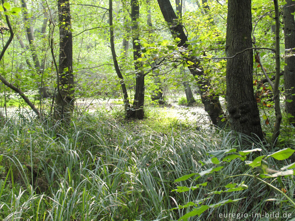 Detailansicht von Biotop im Broichbachtal