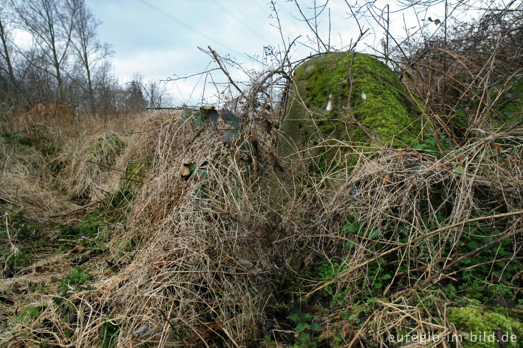 Detailansicht von Biotop Westwall bei Herzogenrath-Klinkheide