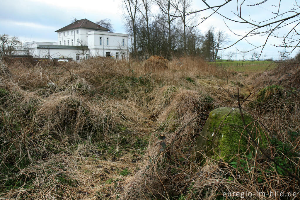 Detailansicht von Biotop Westwall bei Herzogenrath-Klinkheide