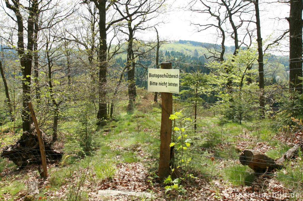 Detailansicht von Biotopschutzbereich im Rurtal zwischen Rohren und Hammer